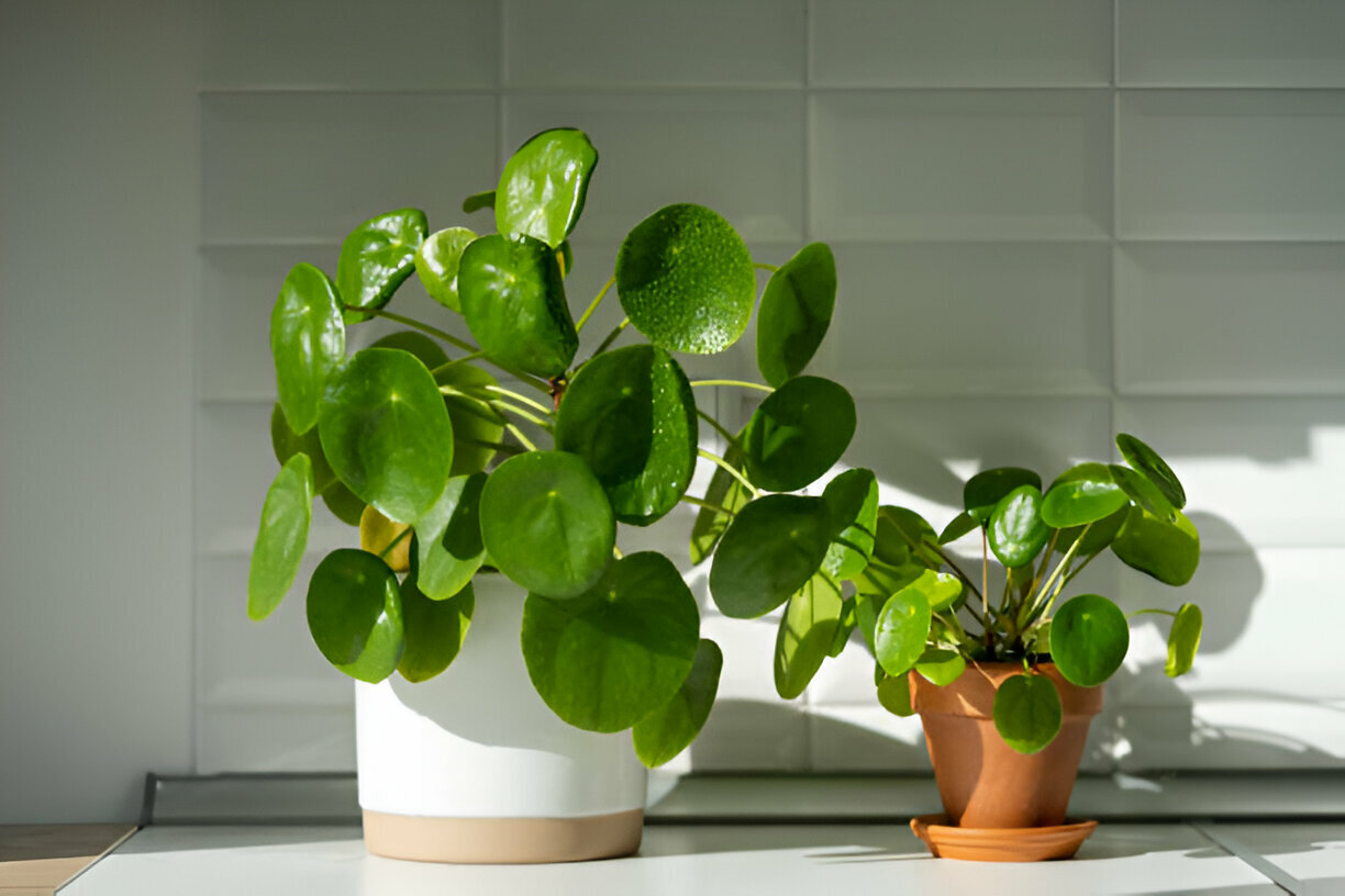 Money Plant: Benefits, Care Tips, and Feng Shui Placement Guide